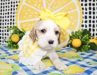 Pearl, a female Cocker Spaniel for sale in Paris, TX – 2 of 5