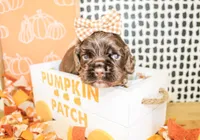 Marley, a female Cocker Spaniel for sale in Paris, TX – 3 of 4