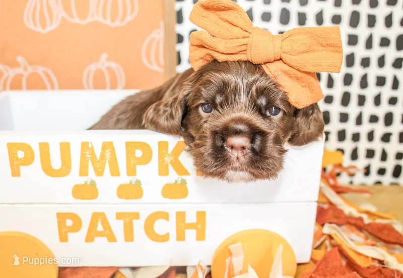 Minnie – Cocker Spaniel puppy for sale in Paris, TX