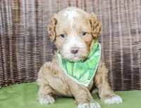 Sunny, a male Cockapoo for sale in Paris, TX – Photo 5 of 7