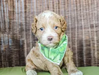 Sunny, a male Cockapoo for sale in Paris, TX – Photo 4 of 7