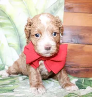 Sunny, a male Cockapoo for sale in Paris, TX – Photo 6 of 7