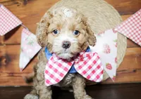Sunny, a male Cockapoo for sale in Paris, TX – Photo 2 of 7