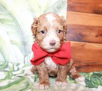 Sunny, a male Cockapoo for sale in Paris, TX – Photo 7 of 7