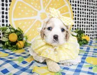Patsy, a female Cocker Spaniel for sale in Paris, TX – 2 of 4