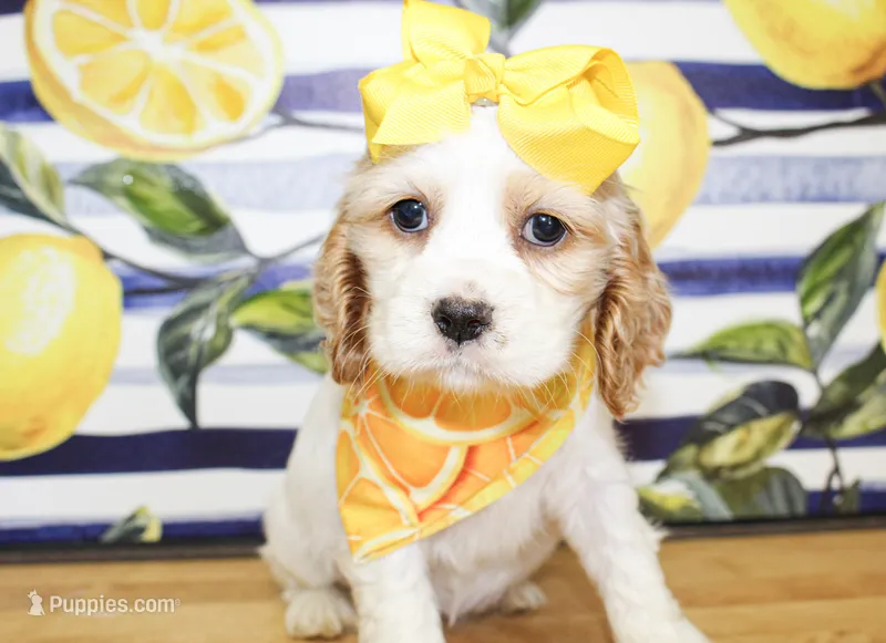 Pearl – Cocker Spaniel puppy for sale in Paris, TX