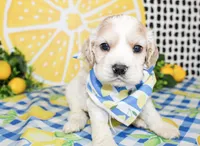Cooper, a male Cocker Spaniel for sale in Paris, TX – 4 of 5