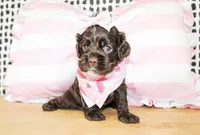 Nina, a female Cocker Spaniel for sale in Paris, TX – Photo 3 of 9