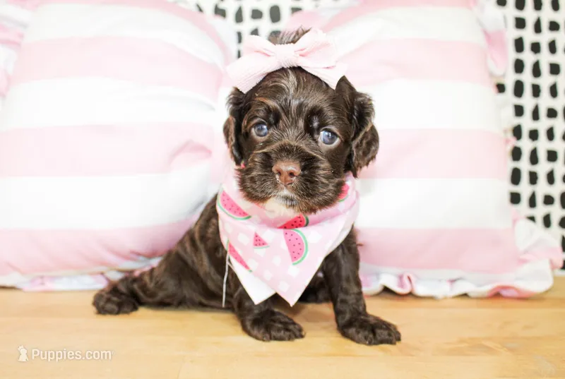 Nina – Cocker Spaniel puppy for sale in Paris, TX