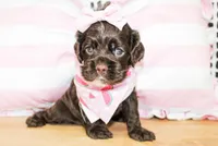 Nina, a female Cocker Spaniel for sale in Paris, TX – Photo 2 of 9