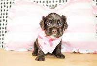 Nina, a female Cocker Spaniel for sale in Paris, TX – Photo 4 of 9