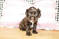 Nina, a female Cocker Spaniel for sale in Paris, TX – Photo 6 of 9