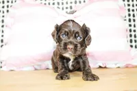 Nina, a female Cocker Spaniel for sale in Paris, TX – Photo 9 of 9