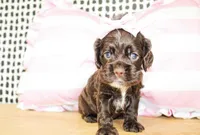 Nina, a female Cocker Spaniel for sale in Paris, TX – Photo 8 of 9