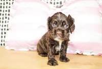 Nina, a female Cocker Spaniel for sale in Paris, TX – Photo 7 of 9