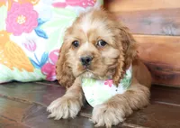 Max, a male Cocker Spaniel for sale in Paris, TX – Photo 2 of 7