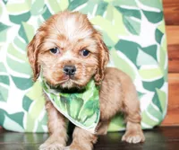 Max, a male Cocker Spaniel for sale in Paris, TX – Photo 5 of 7