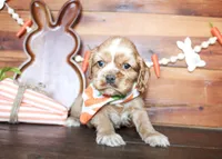 Max, a male Cocker Spaniel for sale in Paris, TX – Photo 7 of 7