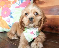 Max, a male Cocker Spaniel for sale in Paris, TX – Photo 1 of 7
