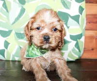 Max, a male Cocker Spaniel for sale in Paris, TX – Photo 4 of 7