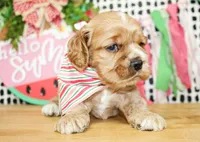 Nash, a male Cocker Spaniel for sale in Paris, TX – 6 of 7