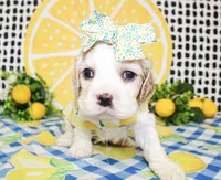 Harlie, a female Cocker Spaniel for sale in Paris, TX – 5 of 6