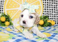 Harlie, a female Cocker Spaniel for sale in Paris, TX – 2 of 6
