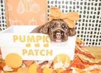 Minnie, a female Cocker Spaniel for sale in Paris, TX – 3 of 4