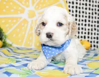 Nico, a male Cocker Spaniel for sale in Paris, TX – 5 of 5