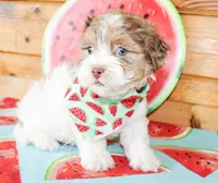 Duke, a male Cavapoo for sale in Paris, TX – Photo 1 of 3