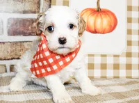 Finn, a male Cavapoo for sale in Paris, TX – Photo 1 of 3