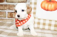 Finn, a male Cavapoo for sale in Paris, TX – Photo 2 of 3