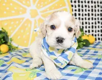 Cooper, a male Cocker Spaniel for sale in Paris, TX – 2 of 5