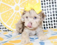 Lola, a female Cavapoo for sale in Paris, TX – Photo 5 of 10