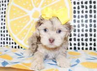 Lola, a female Cavapoo for sale in Paris, TX – Photo 7 of 10