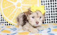 Lola, a female Cavapoo for sale in Paris, TX – Photo 4 of 10