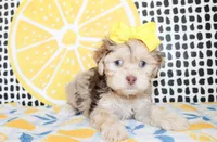 Lola, a female Cavapoo for sale in Paris, TX – Photo 6 of 10