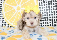 Lola, a female Cavapoo for sale in Paris, TX – Photo 2 of 10