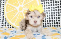 Lola, a female Cavapoo for sale in Paris, TX – Photo 1 of 10