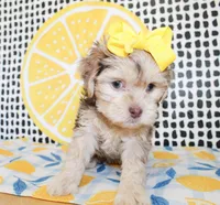 Lola, a female Cavapoo for sale in Paris, TX – Photo 9 of 10