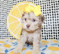 Lola, a female Cavapoo for sale in Paris, TX – Photo 10 of 10