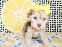 Lola, a female Cavapoo for sale in Paris, TX – Photo 8 of 10