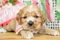 Nash, a male Cocker Spaniel for sale in Paris, TX – 3 of 7