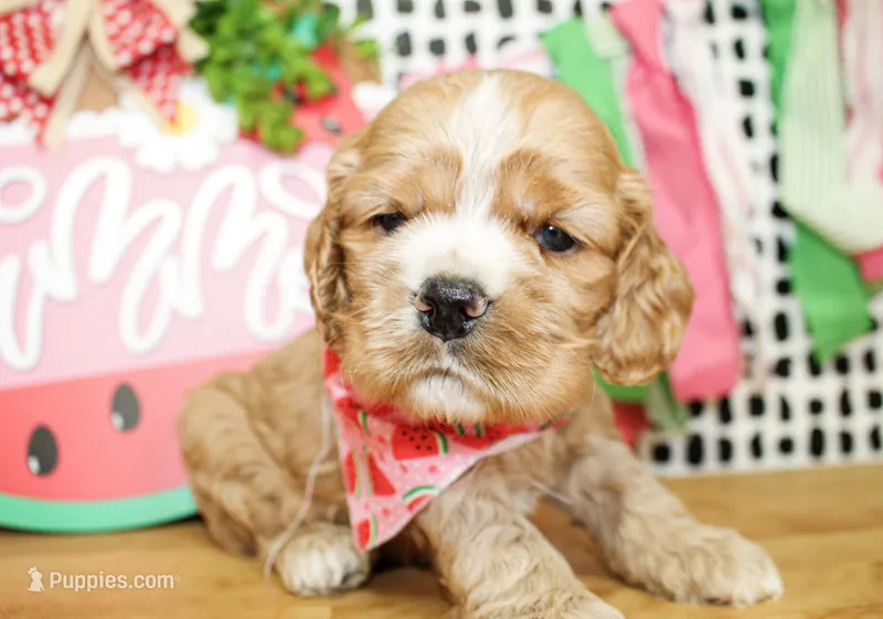 Cooper – Cocker Spaniel puppy for sale in Paris, TX