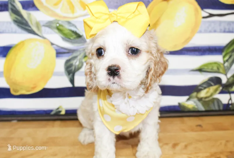 Harlie – Cocker Spaniel puppy for sale in Paris, TX