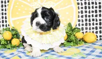 Tillie, a female Cocker Spaniel for sale in Paris, TX – 4 of 7