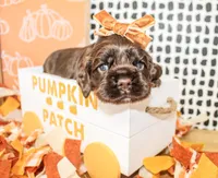 Lou, a female Cocker Spaniel for sale in Paris, TX – 3 of 3