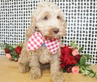 Sunny, a male Cockapoo for sale in Paris, TX – Photo 3 of 4