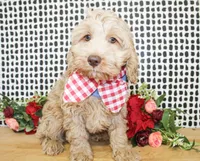 Sunny, a male Cockapoo for sale in Paris, TX – Photo 4 of 4