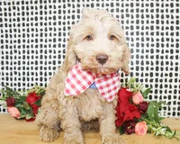 Sunny, a male Cockapoo for sale in Paris, TX – Photo 2 of 4